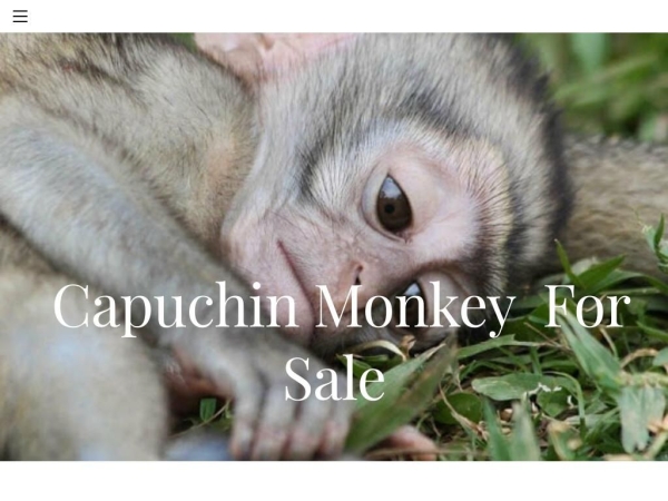 capuchinmonkey.company.com