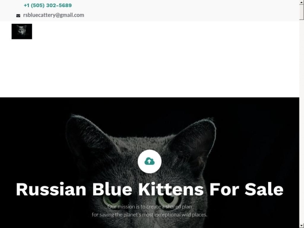 russianbluekittens.odoo.com